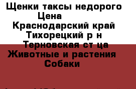 Щенки таксы недорого › Цена ­ 1 500 - Краснодарский край, Тихорецкий р-н, Терновская ст-ца Животные и растения » Собаки   